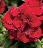 Петуния Сурфиния Дабл Рэд